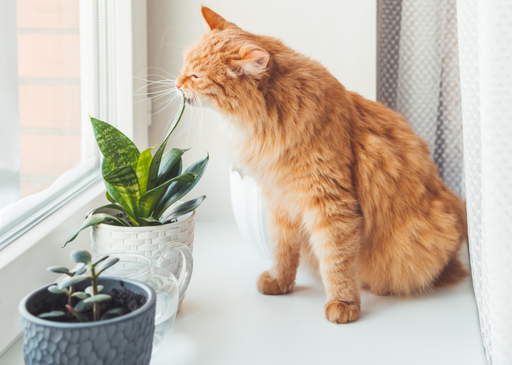 Plantas de interior peligrosas para perros y gatos